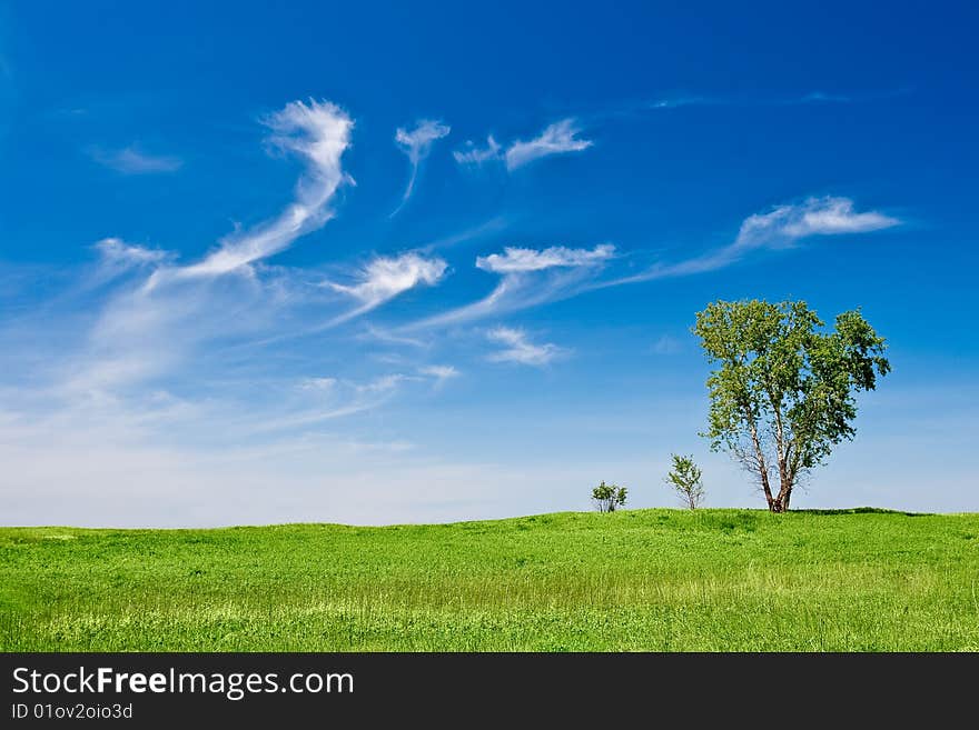 Three trees landscape with blue skies