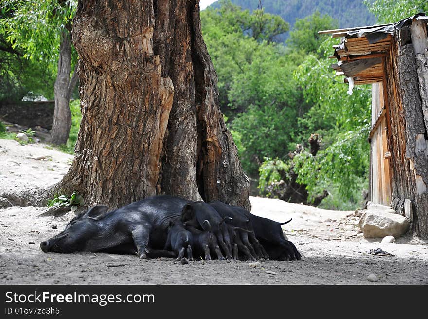 sow feeding its children in tibet