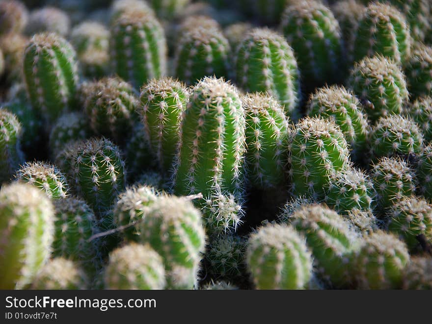 Many little cactus which forms a cactus pad.