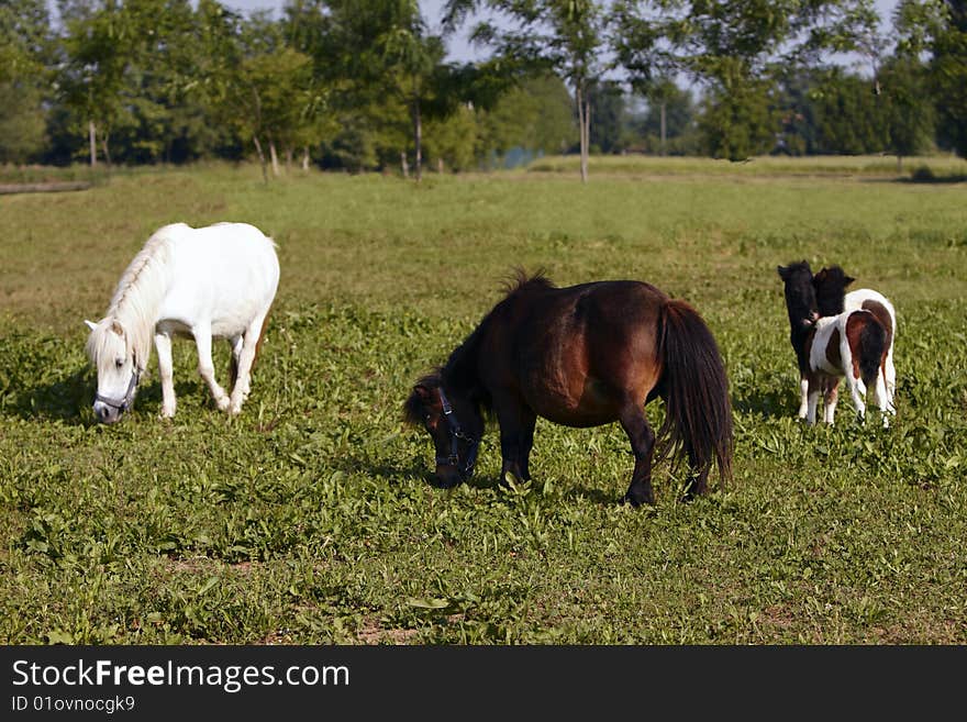 Ponies with young ponies in the willow