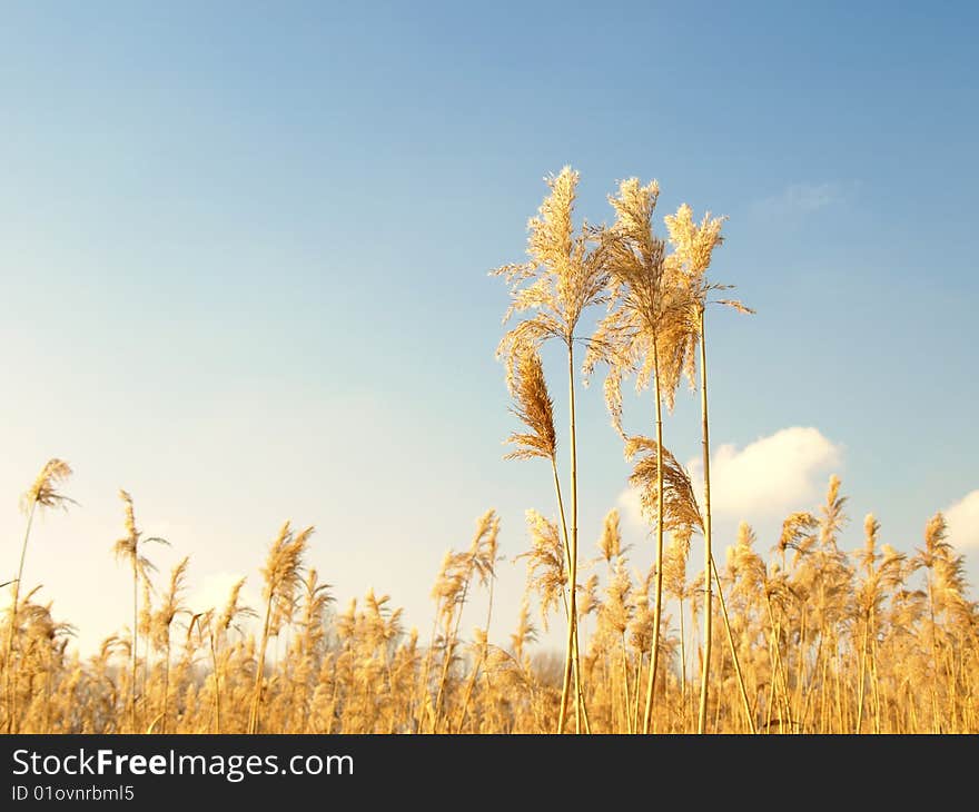 Reed with clear blue sky