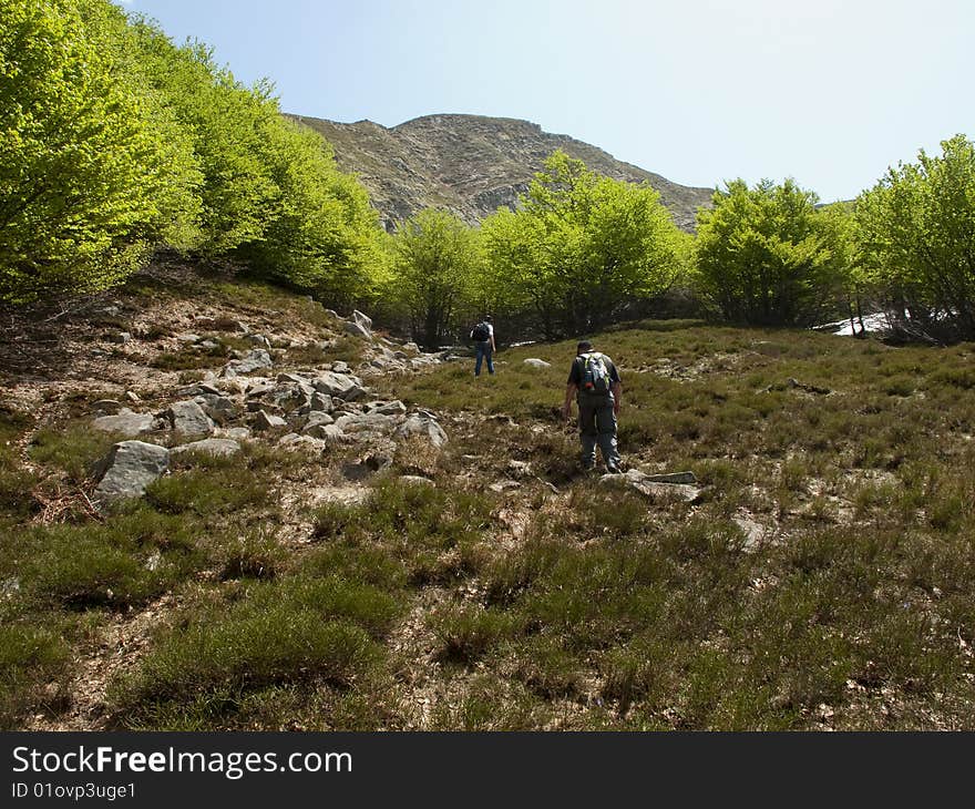 Trees in the lake of lagastrello