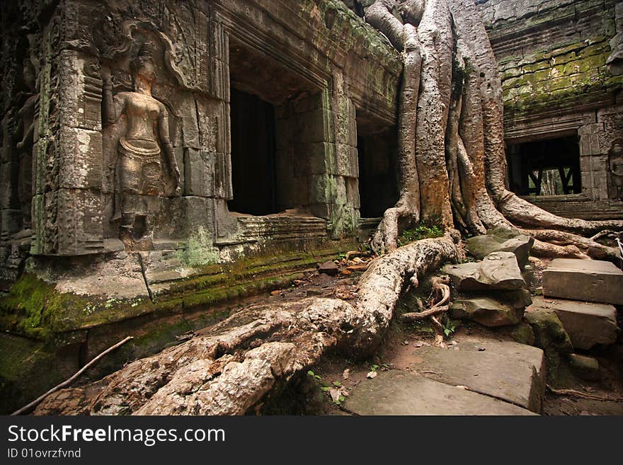 Tree Swallowing Ancient Ruins of Angkor Wat Cambodia. Tree Swallowing Ancient Ruins of Angkor Wat Cambodia