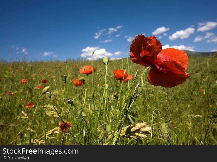 Poppies