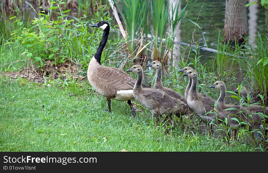 Goslings follow their parent out of a Maryland wetland area. Goslings follow their parent out of a Maryland wetland area.