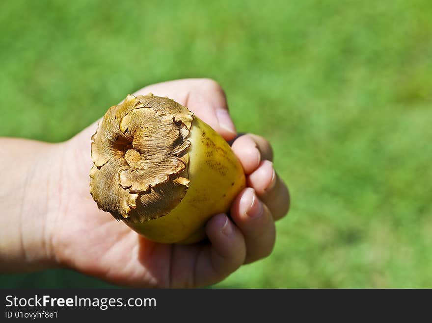 Small Kid Holding Coconut Seed