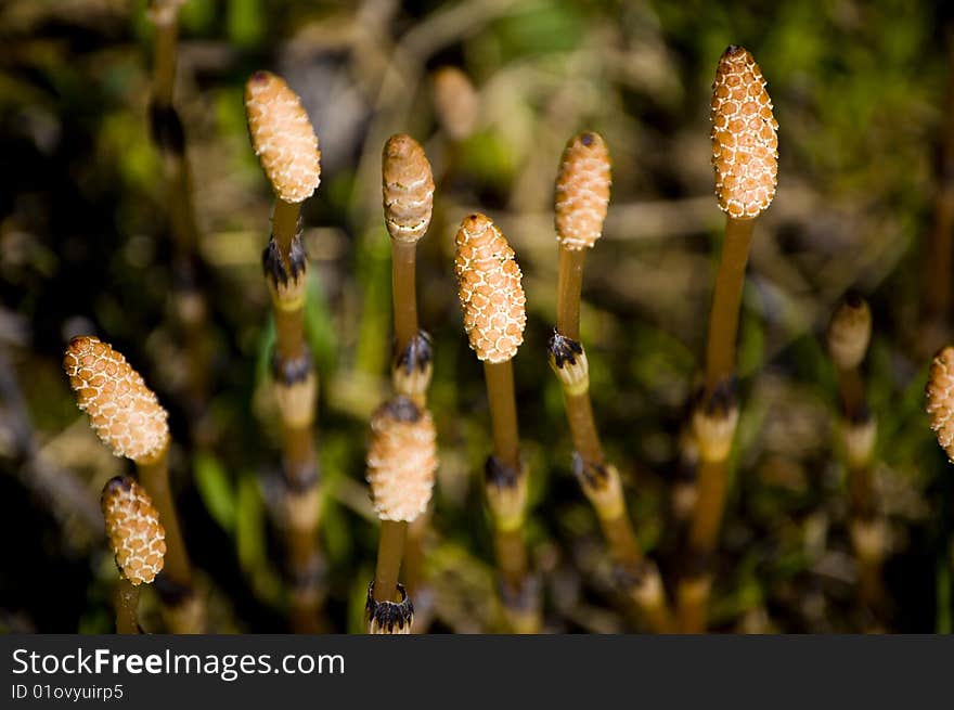 Fertile stems bear spore producing cones. Fertile stems bear spore producing cones