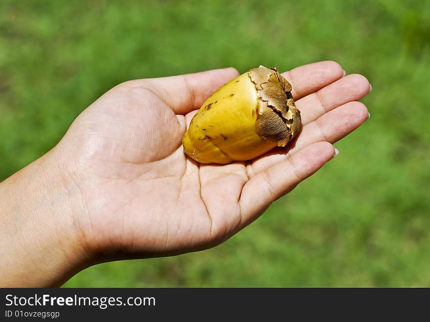 Women hand holding a small fresh coconut. Women hand holding a small fresh coconut