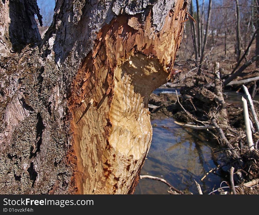 Tree trunk damaged by beaver