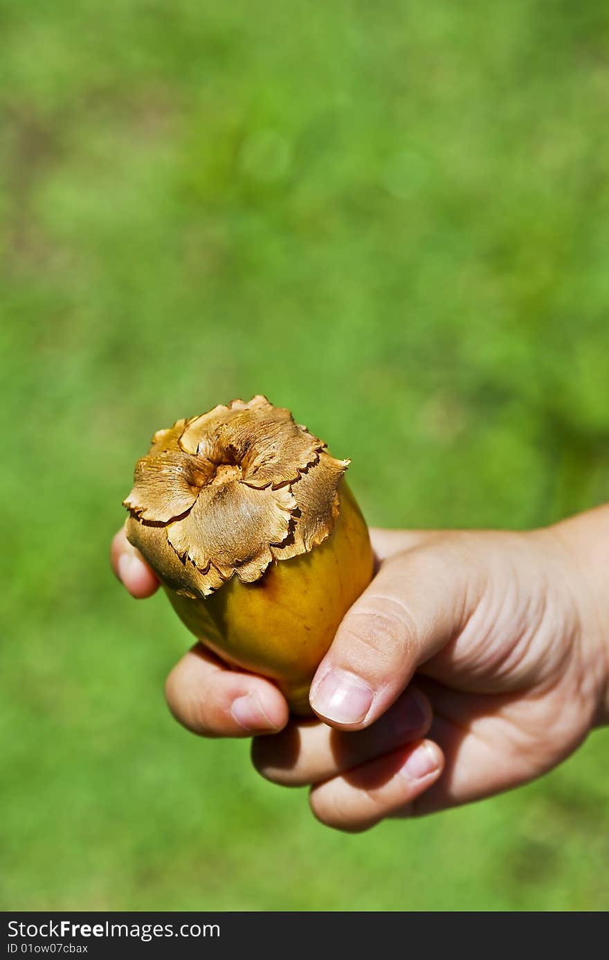 Kid Holding Coconut Seed