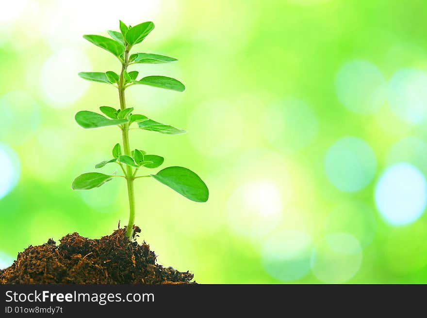 Green plant with abstrakt background. Green plant with abstrakt background