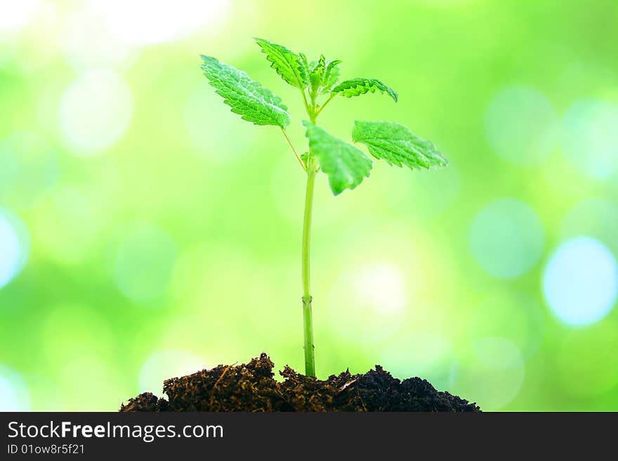 Green plant with abstrakt background. Green plant with abstrakt background