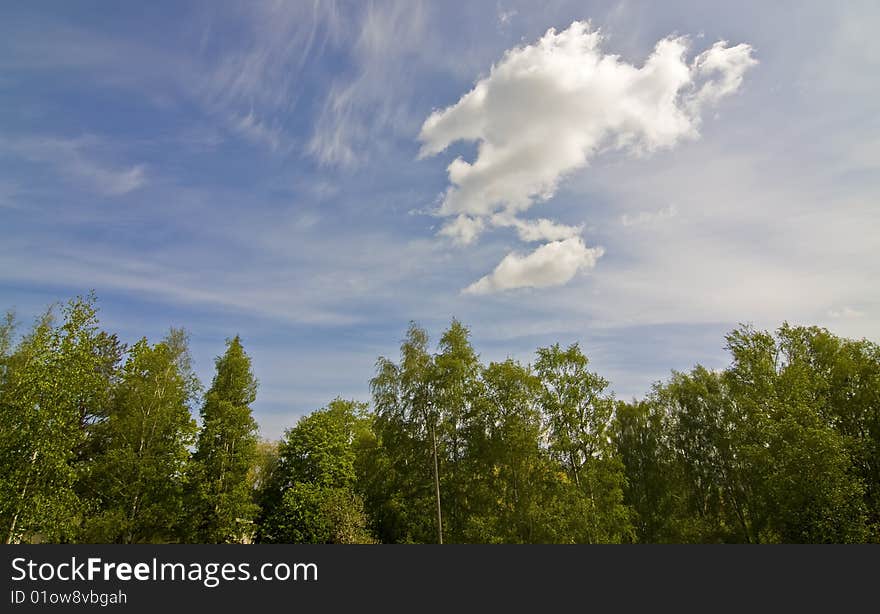 Upward view of a forest area with blue sky background.  . Upward view of a forest area with blue sky background.