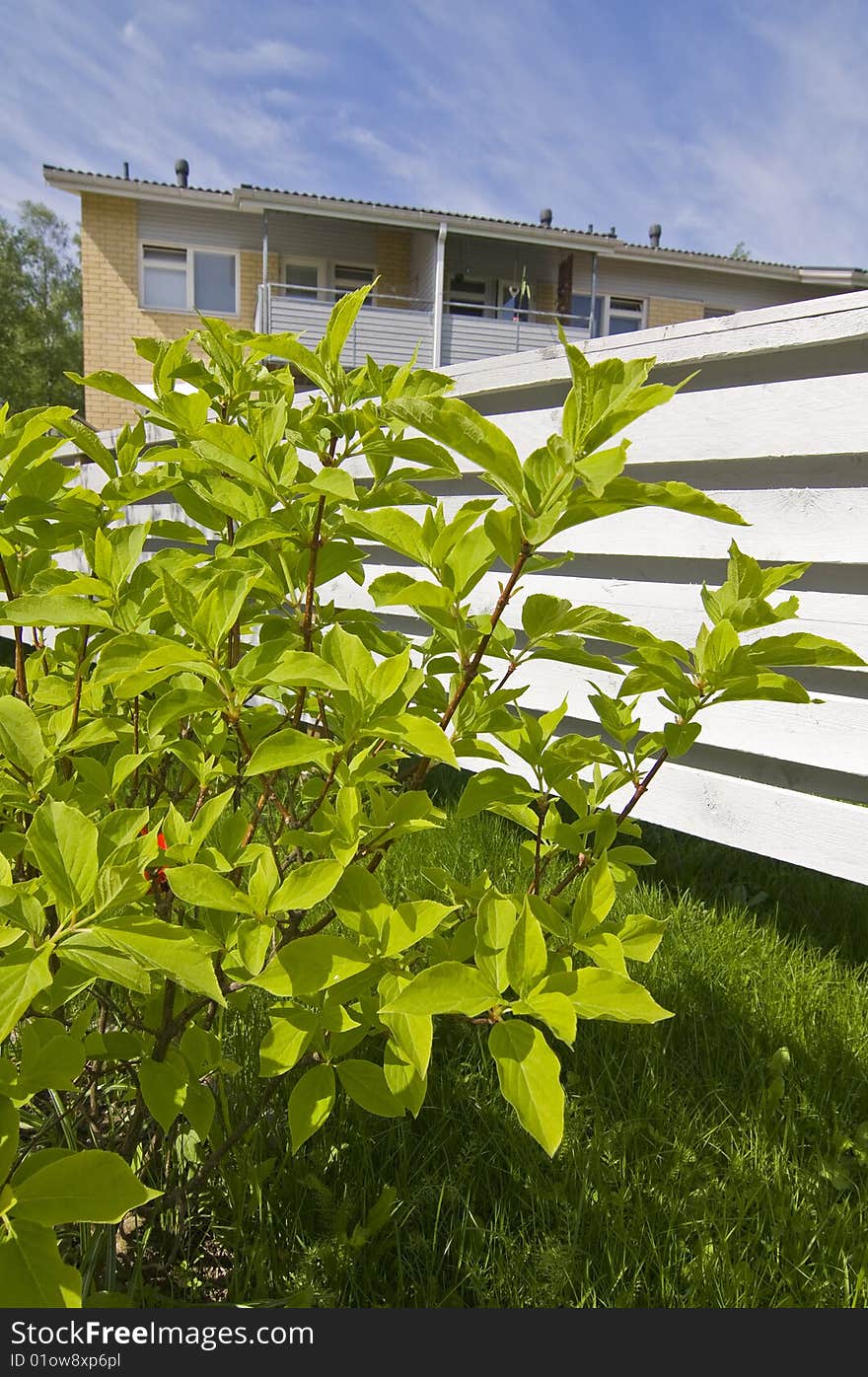 Green plant in backyard of rowhouse.