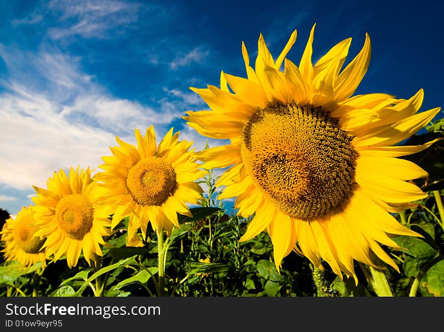 Gold sunflowers