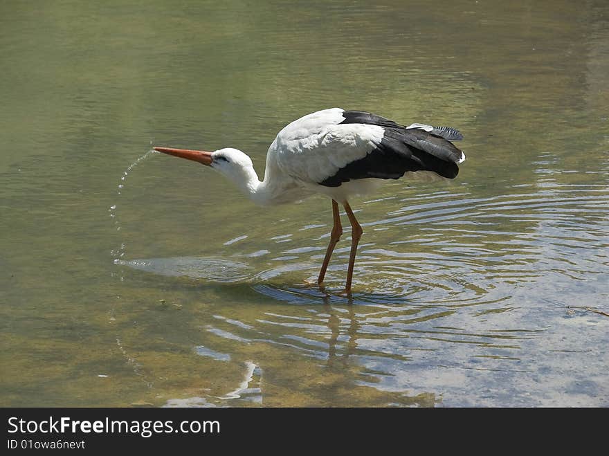 The white stork at hunting.