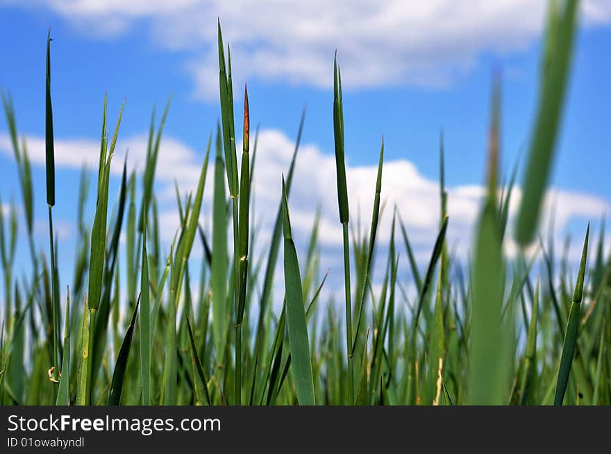 Sky, Clouds, Grass