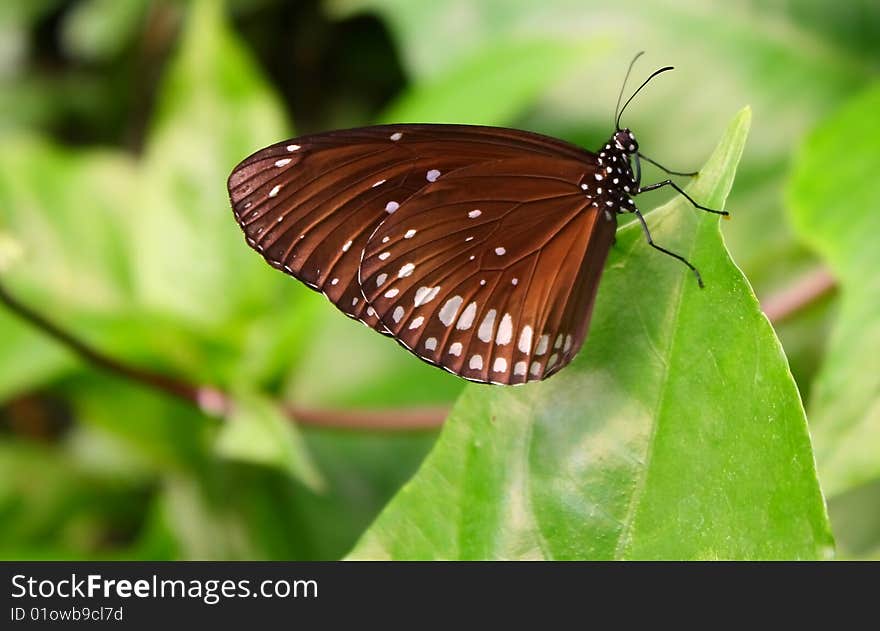 A black butterfly photographed in London Zoo