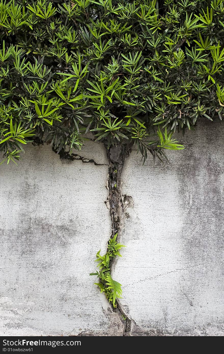 Tree formed by bush and broken wall. Tree formed by bush and broken wall