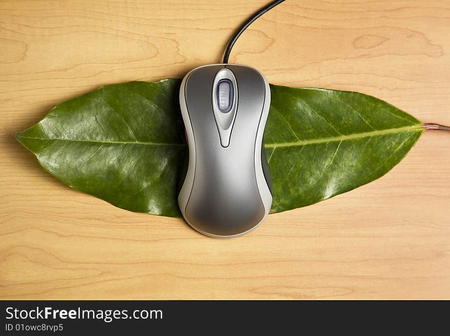 Computer mouse on a leaf