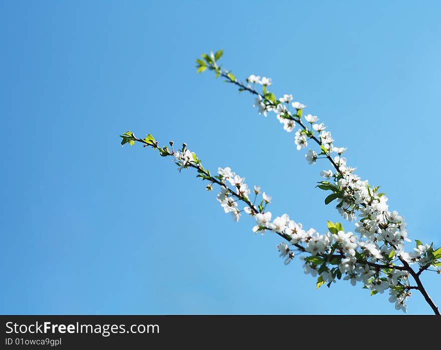 White cherry flowers