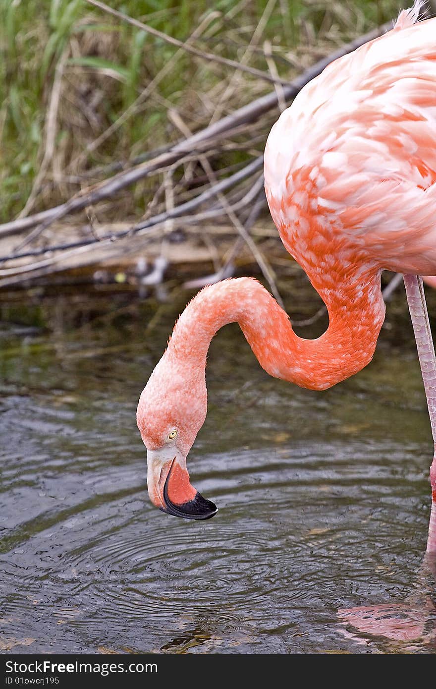 Wild Animal Flamingo