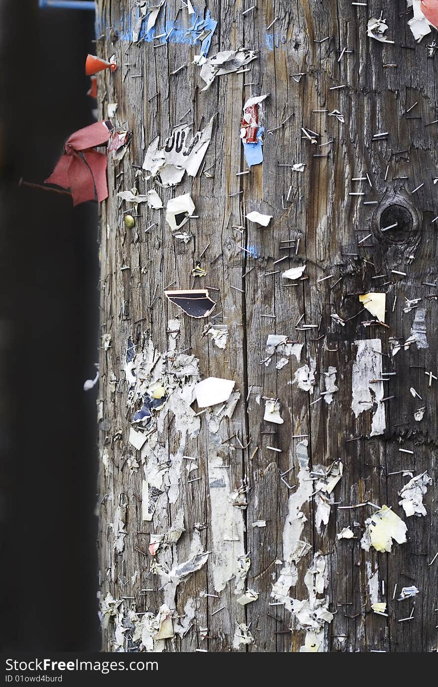 Photo of the staples on the tree - close up