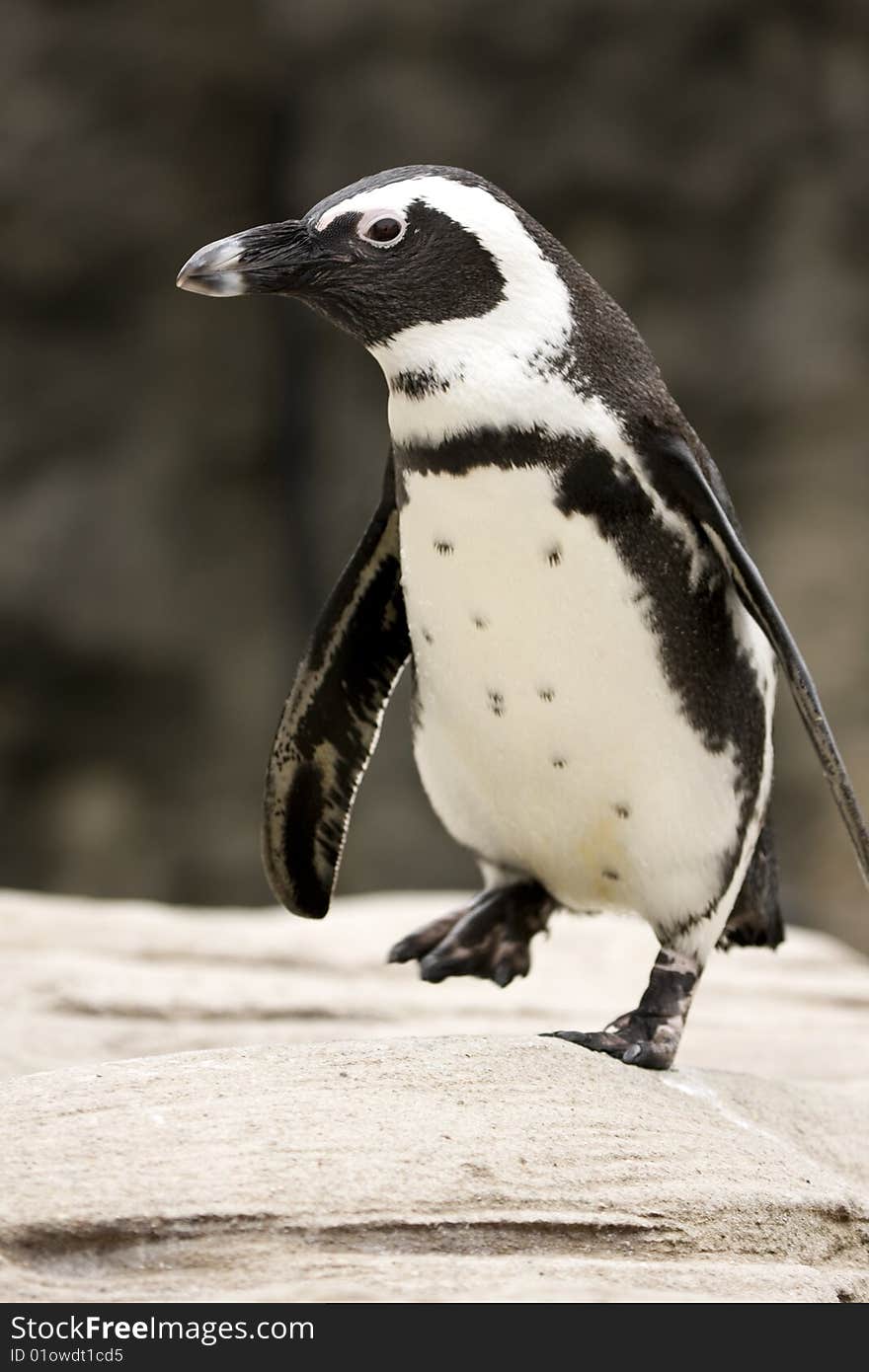 Close-up of African Penguin - Spheniscus demersus. Close-up of African Penguin - Spheniscus demersus