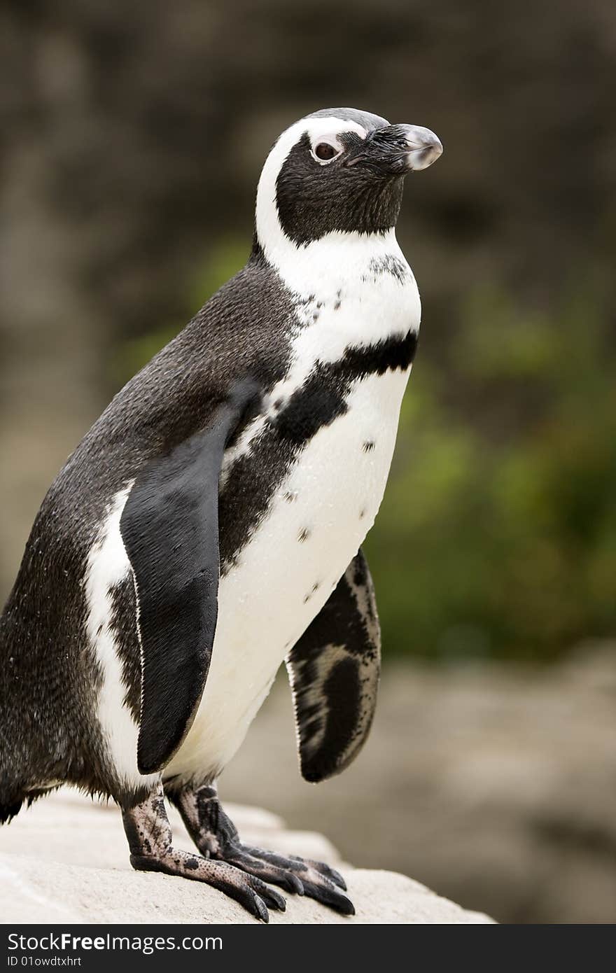 Close-up of African Penguin