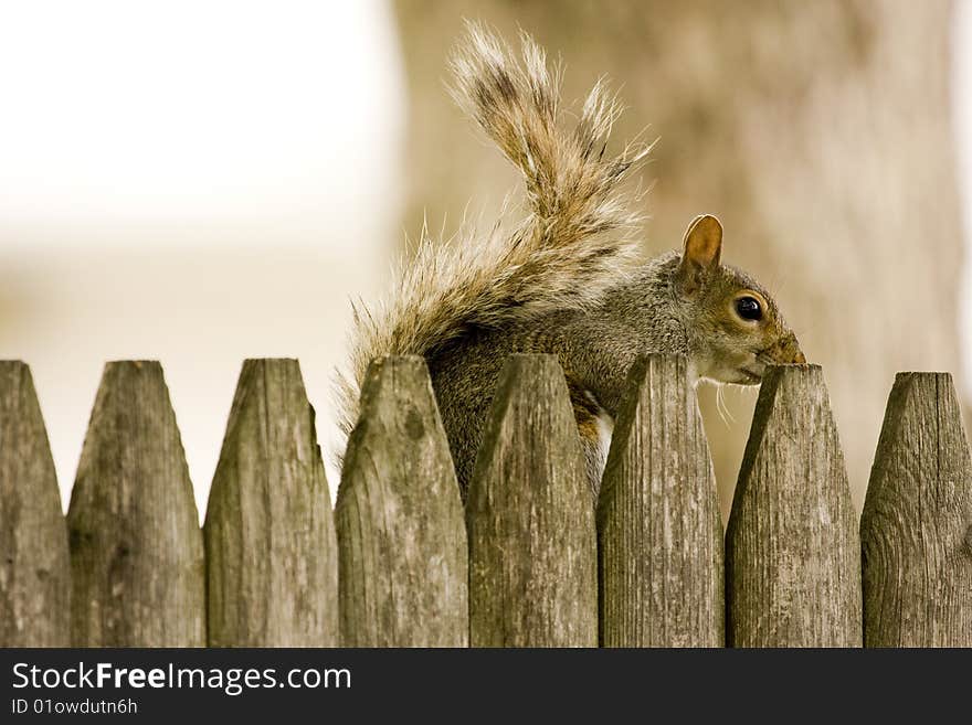 Squirrel Hiding Behind Fence