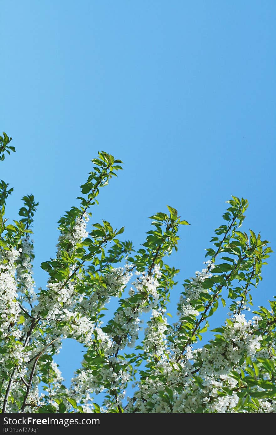 White flowers and blue sky