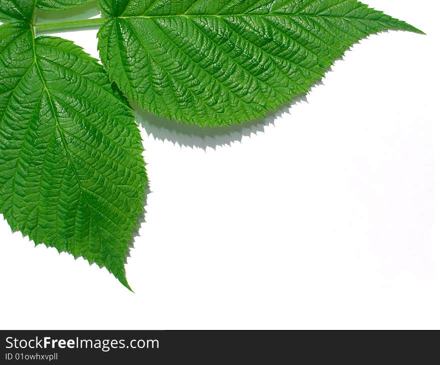 Rapsberry leaves on white background with shades