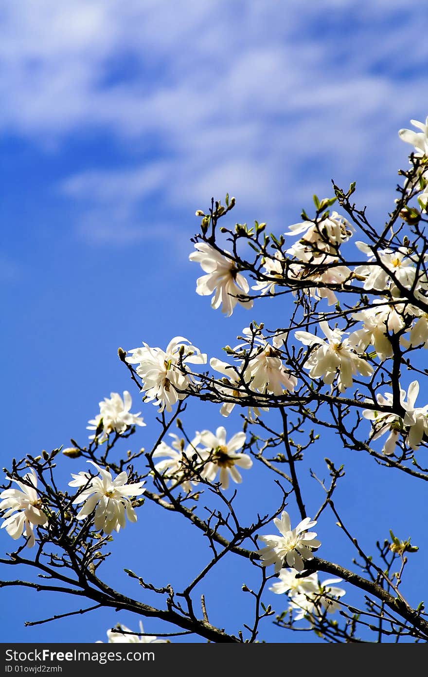 Photo of the cherry flower bloom