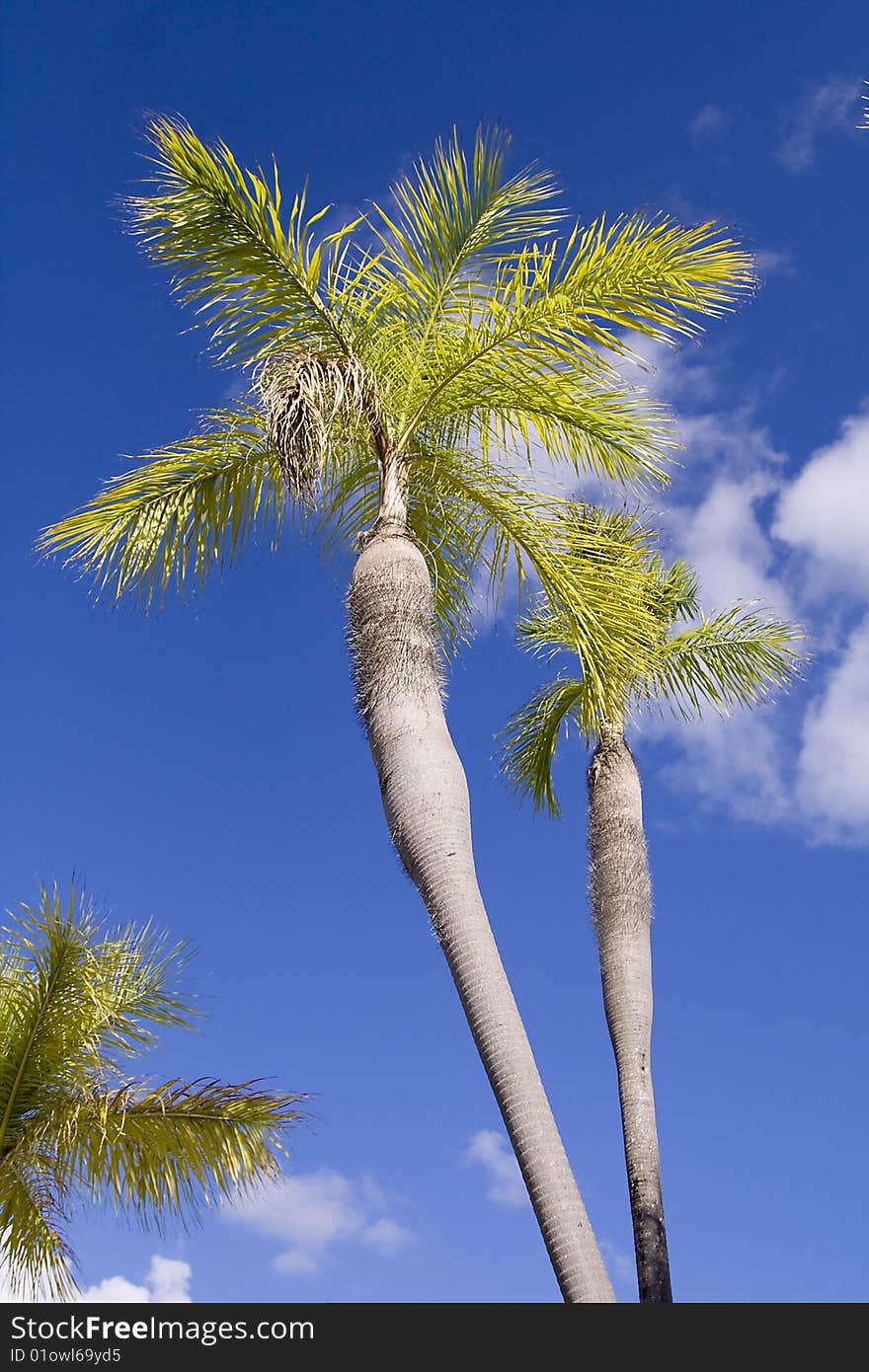 Palm