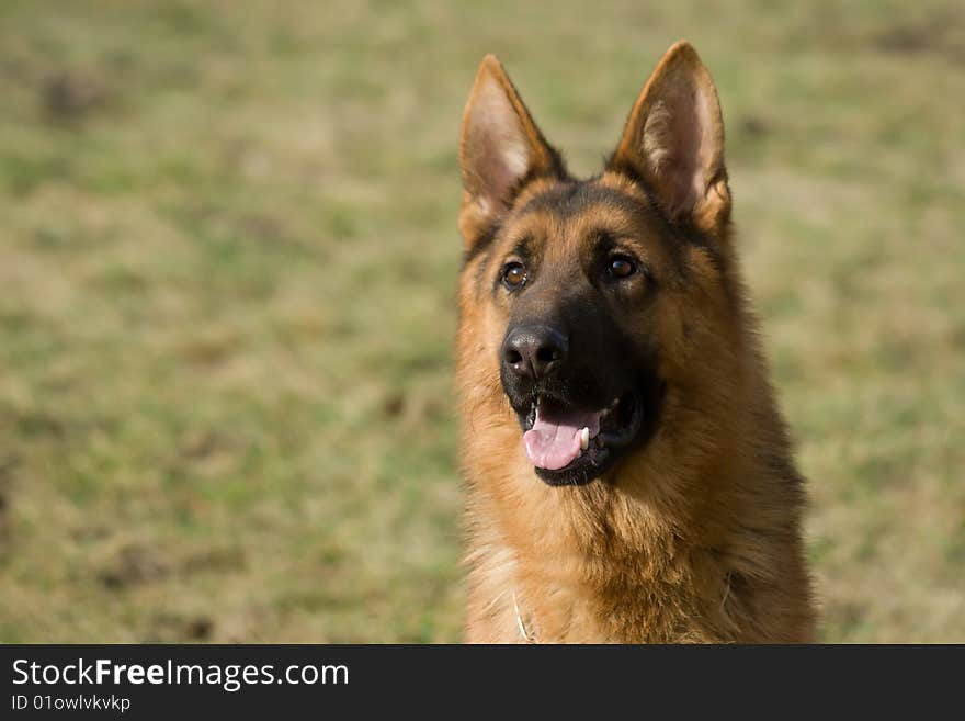 Moscow sheepdog.