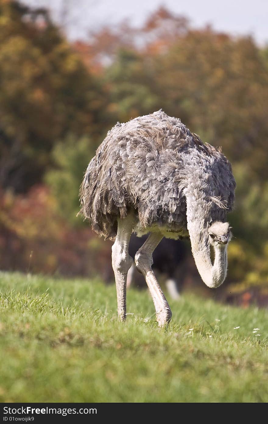 Ostrich in a grass