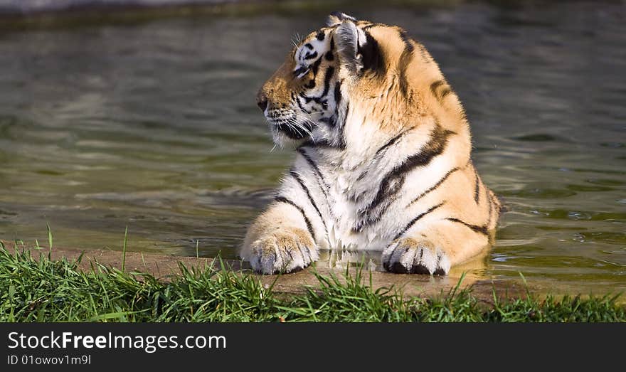 Photo of the siberian tiger