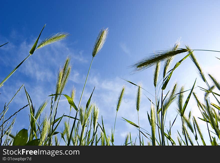 Green grass with blue sky on a spring meadow