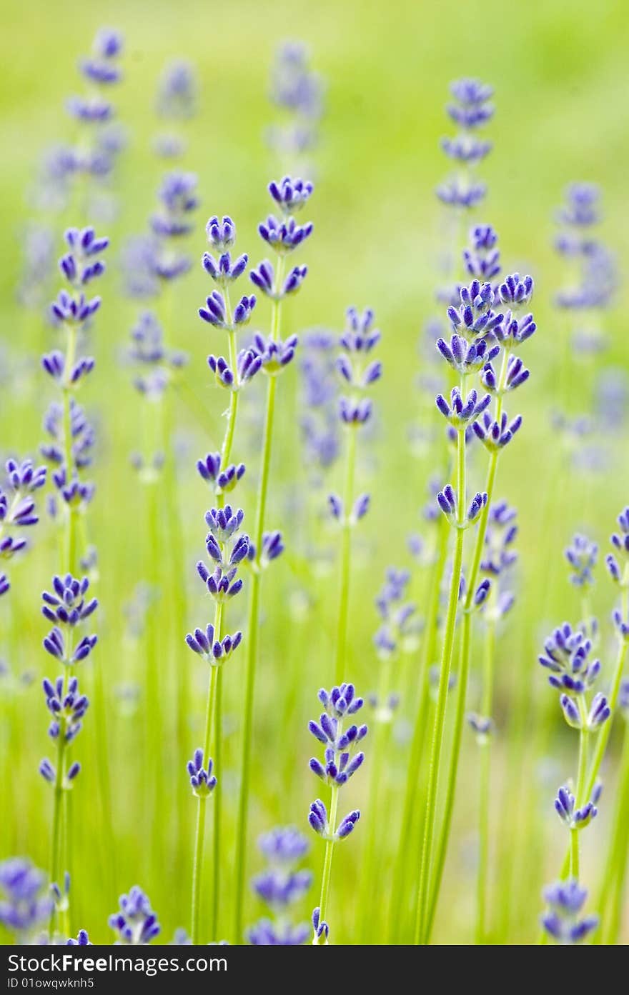 Fresh blossoming lavender with blur green background