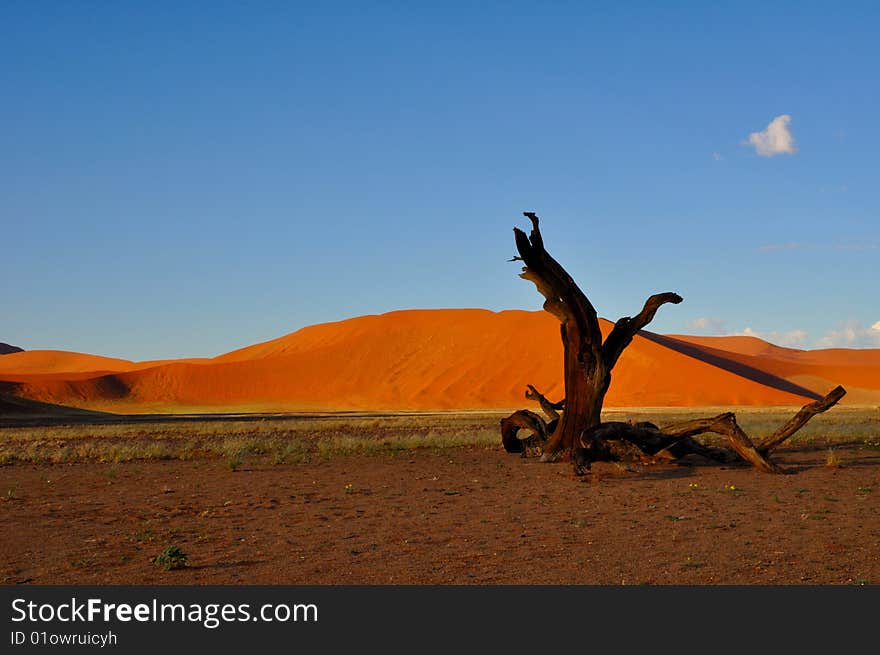 Dead tree in the namib desert. Dead tree in the namib desert