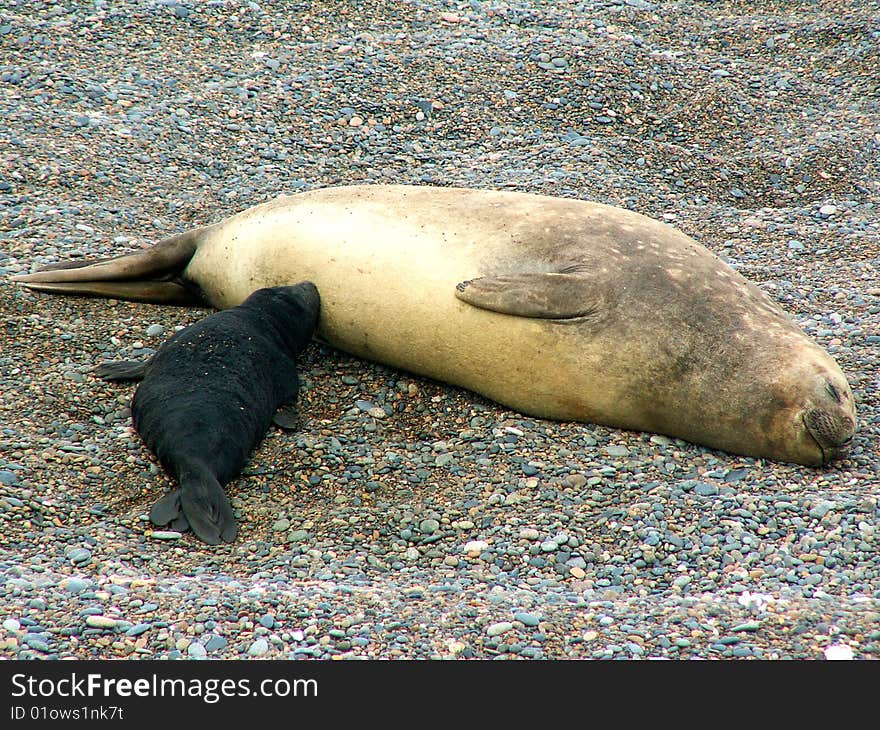 Sea elephant with a cub, Peninsula Valdes, Argentina. Sea elephant with a cub, Peninsula Valdes, Argentina