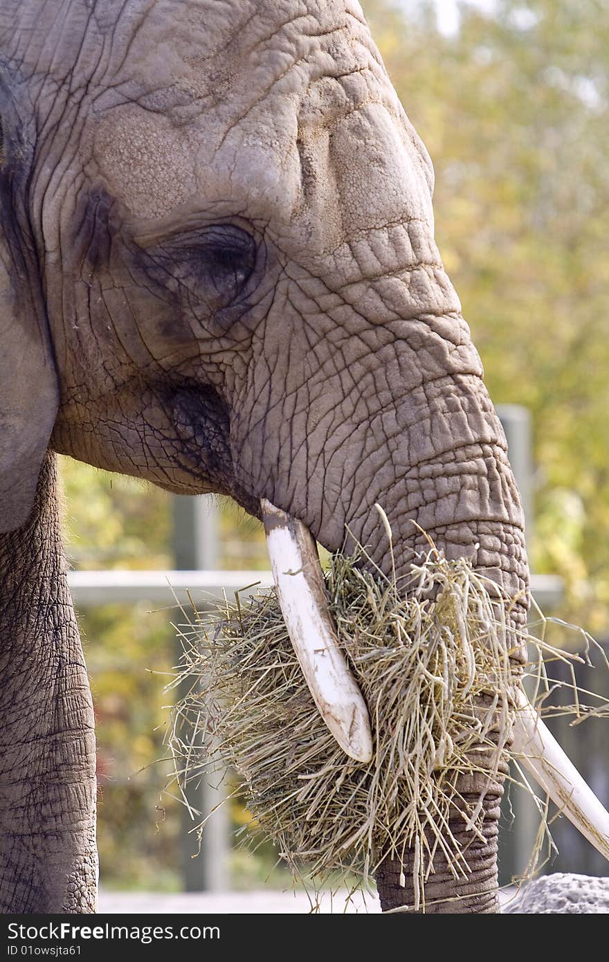 Photo of the elephant close up