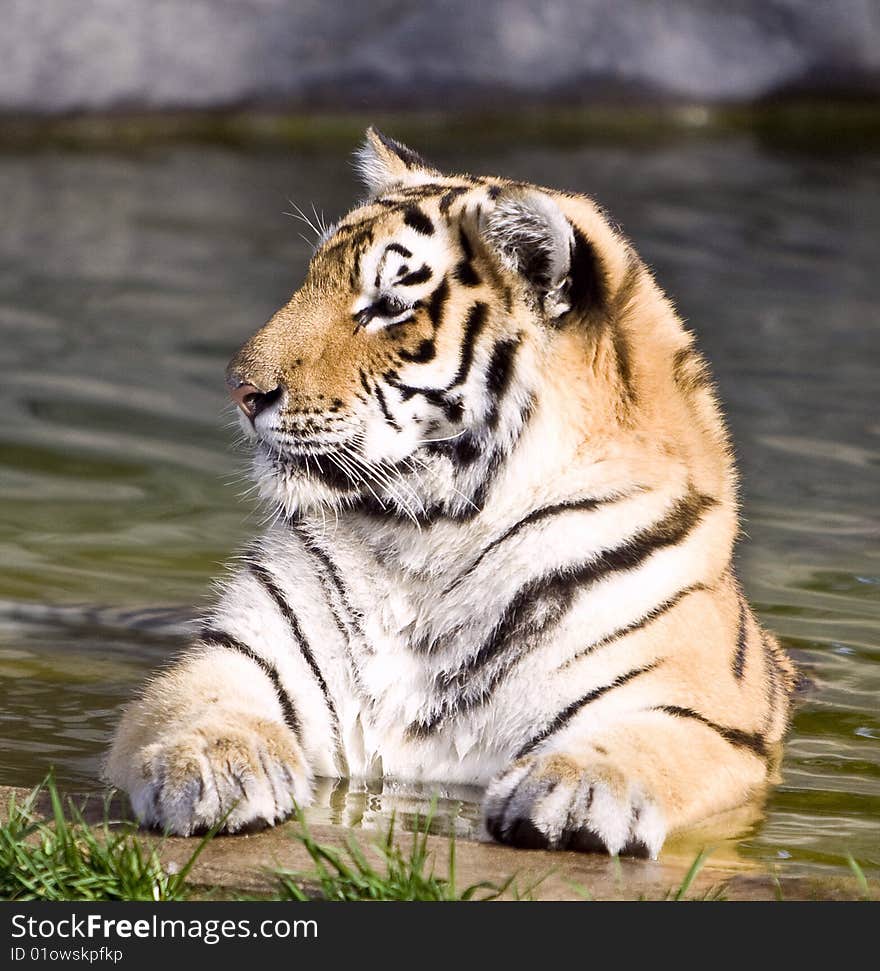 Photo of the beautiful siberian tiger