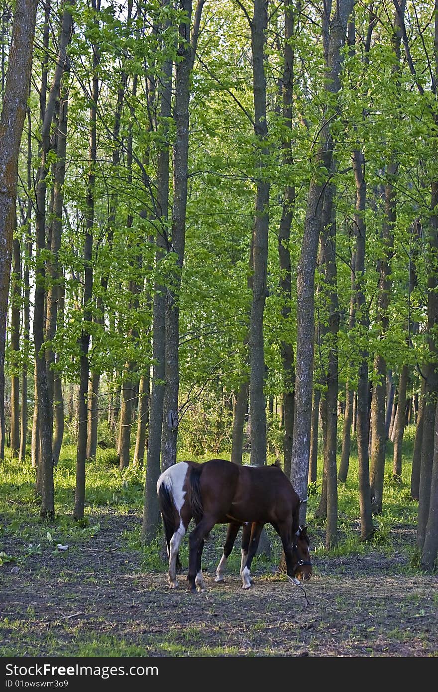 Smalls poneys in a forest in canada