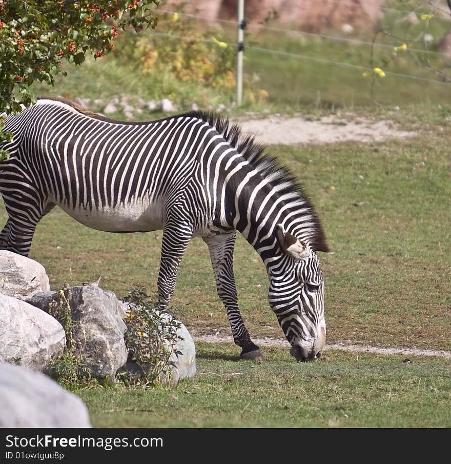 Photo of the zebra in the zoo