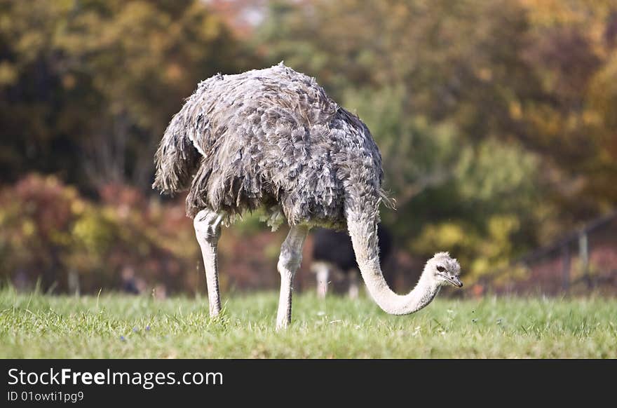 Ostrich in a grass