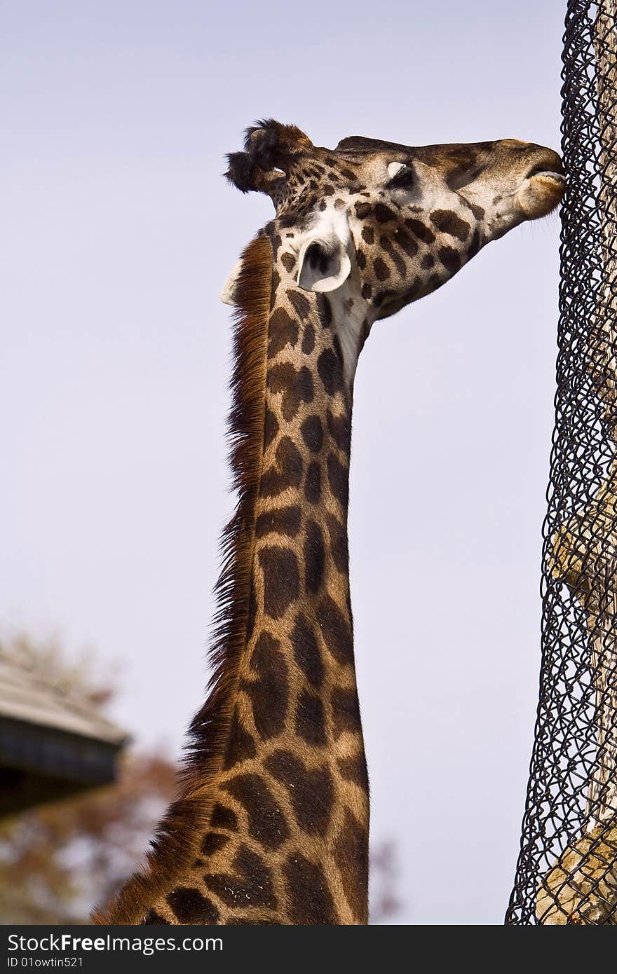 Photo of the giraffe in the zoo