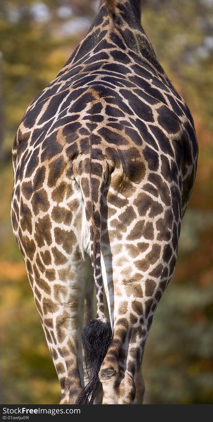 Photo of the giraffe's but