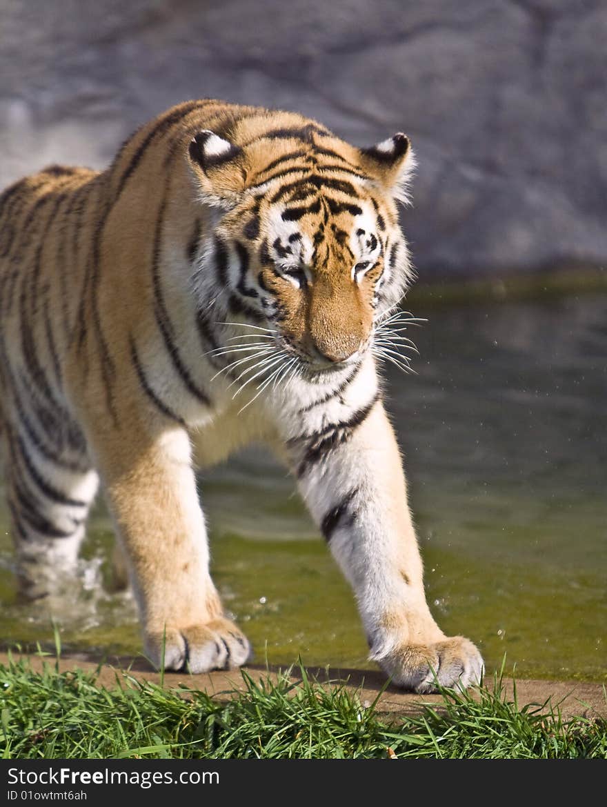 Photo of the siberian tiger