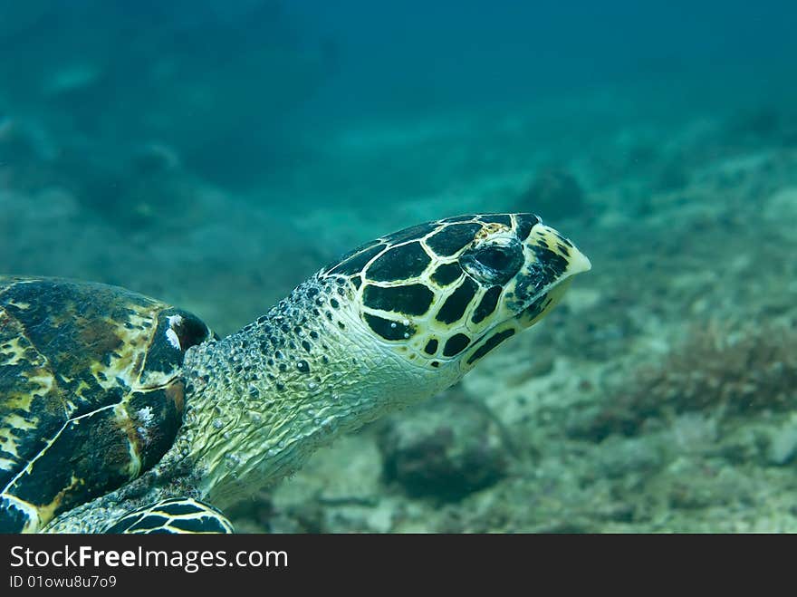 Slow and steady wins the race, a Hawksbill Sea Turtle swims the reef